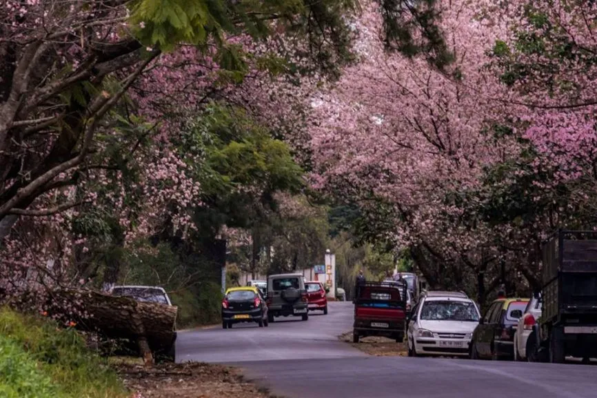 Cherry Blossom Festival Image 3