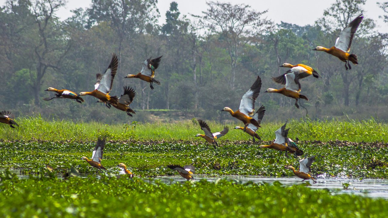 Assam Cultural Explorer Image