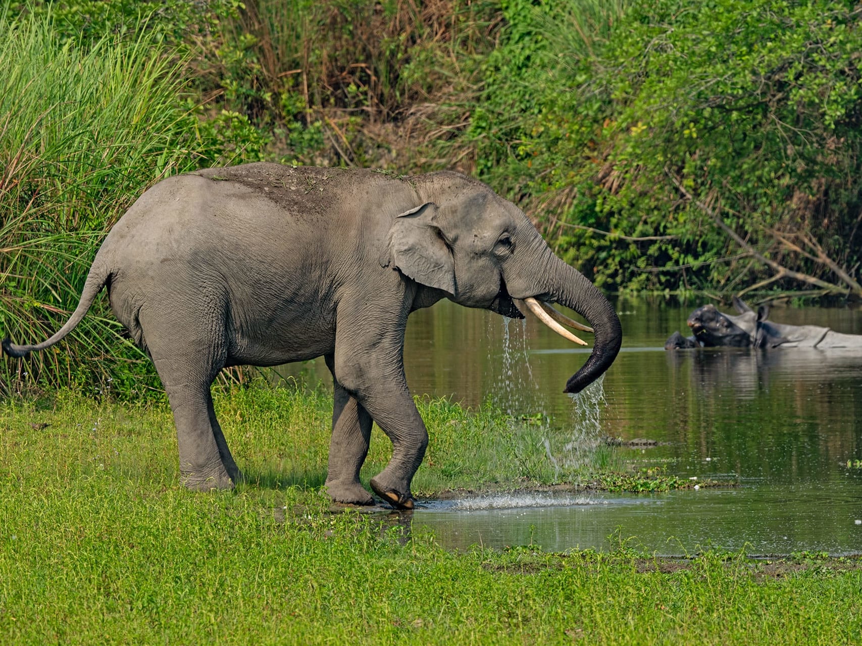 Meghalaya Kaziranga Kamakhya Journey Image