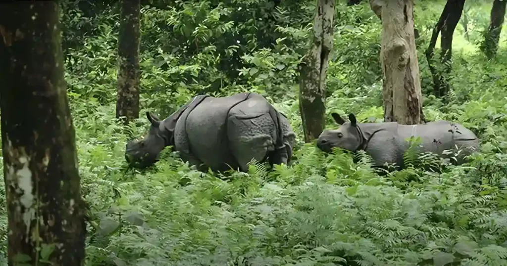 Guwahati Manas Hajo Cultural Tour Image